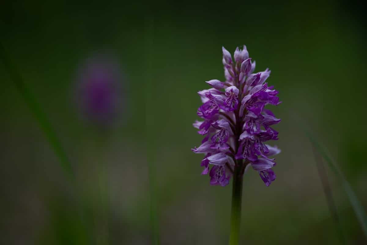 orchidée  ciseaux