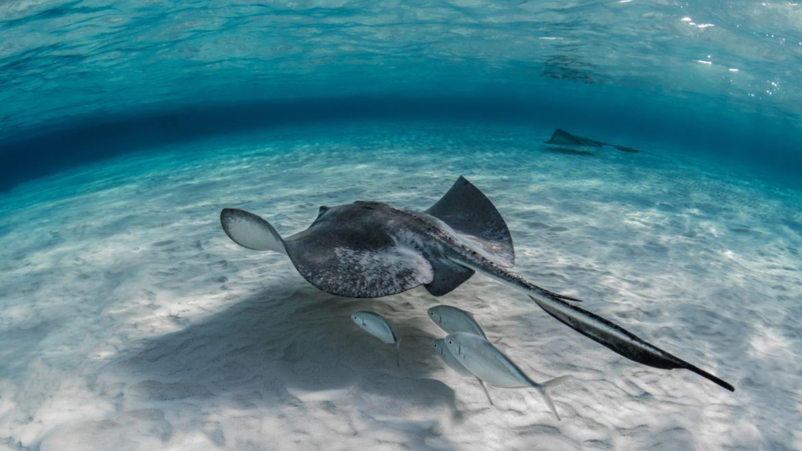 La biodiversité unique des Maldives : un trésor naturel à préserver !