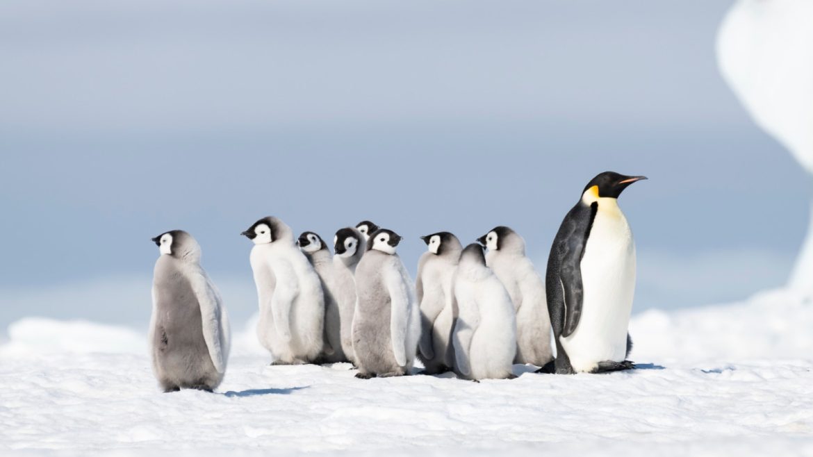 Les habitants mystérieux de l'antarctique : une faune fascinante à découvrir !